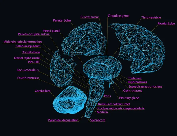 Wireframe do cérebro humano é desmontado em partes com a designação do nome de cada segmento do cérebro. Ilustração vetorial — Vetor de Stock