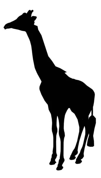 Silhouette di una giraffa isolata su fondo bianco. Illustrazione vettoriale — Vettoriale Stock