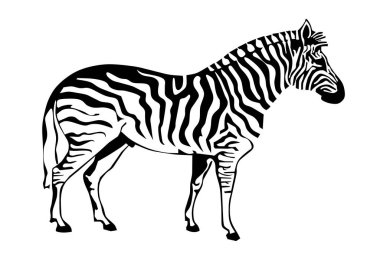Zebra silueti beyaz arka planda izole edilmiş. Vektör illüstrasyonu