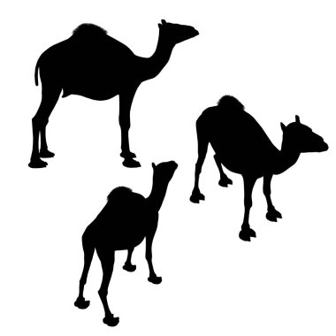 Beyaz arka planda izole edilmiş farklı pozisyonlardaki deve siluetleriyle kurulmuş. Vektör illüstrasyonu