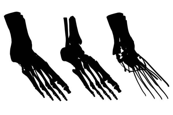 白い背景に筋肉が隔離されたシルエットの人間の足の骨格のセット。ベクターイラスト — ストックベクタ