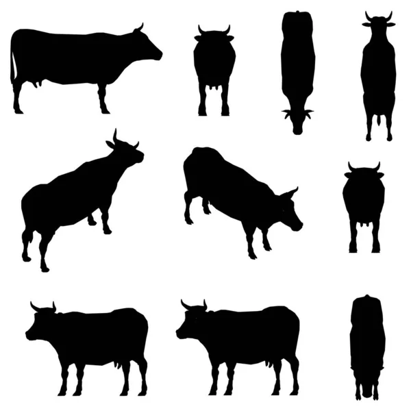 Set dengan siluet sapi dalam posisi yang berbeda terisolasi pada latar belakang putih. Ilustrasi vektor - Stok Vektor