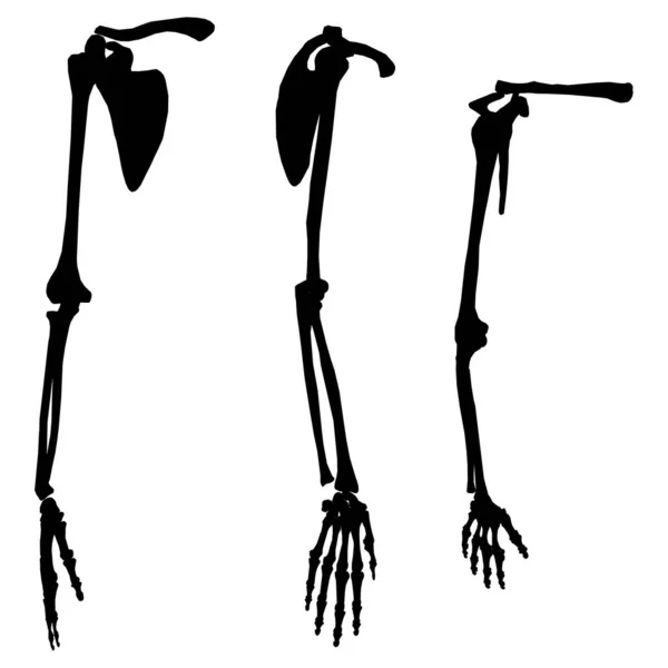Sada se siluetami lidských kosterních rukou v různých pozicích izolovaných na bílém pozadí. Vektorová ilustrace — Stockový vektor