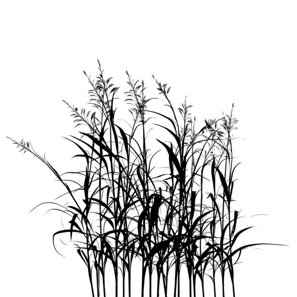 Silueta de hierba aislada sobre fondo blanco. Ilustración vectorial — Vector de stock
