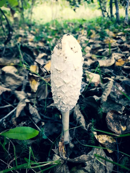 Выращивание грибов в лесу крупным планом — стоковое фото