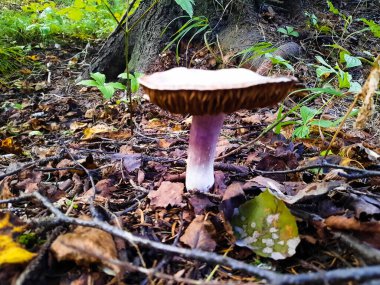 Ormanda büyüyen mantar, yakın plan.