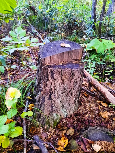 Pokácený strom v lese. Průřez stromu — Stock fotografie