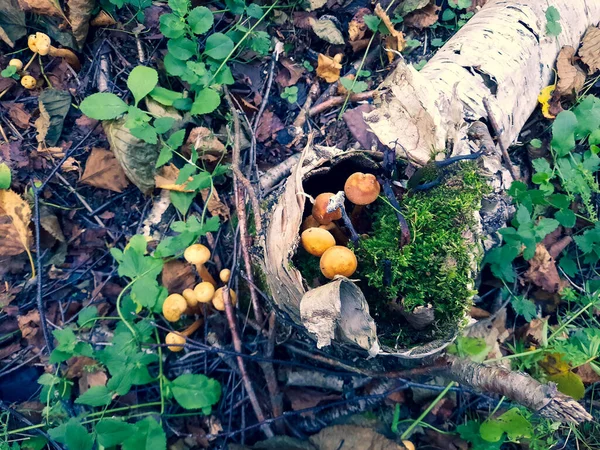 Много маленьких грибов, растущих на земле и на дереве — стоковое фото