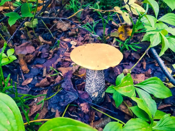 Выращивание грибов в лесу крупным планом — стоковое фото