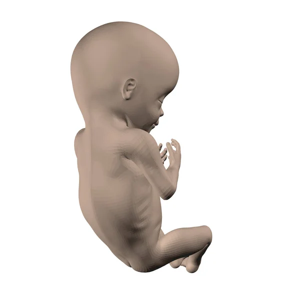 Realistický lidský plod izolovaný na bílém pozadí. 3D. Vektorová ilustrace — Stockový vektor