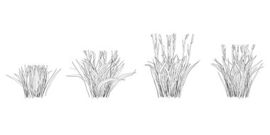 Beyaz arka planda izole edilmiş otların kontürleri ile ayarlanır. Vektör illüstrasyonu