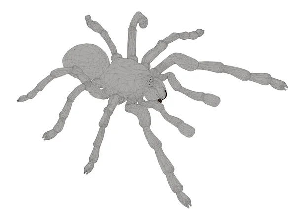 Tarantula — Stock Vector