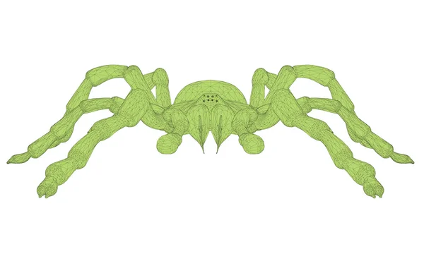 Tarantula — Stockvector