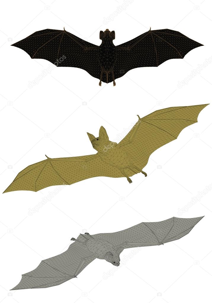 Vector illustration of a bat from different sides. Polygon. Isolated.
