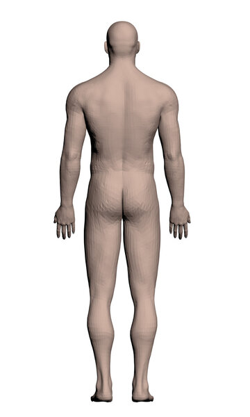 Анатомия человека