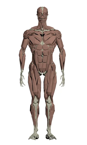 Estructura muscular humana — Vector de stock