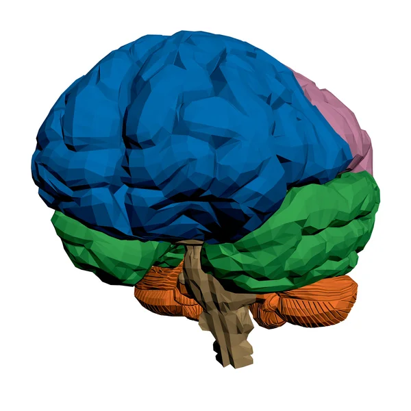 Mozek — Stockový vektor