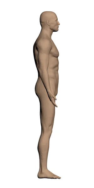Anatomi Manusia - Stok Vektor