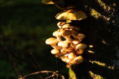 Yenebilir, vahşi, sonbahar orman mantarları, Armillaria mellea, ormandaki yaşlı bir ağaçta yetişiyor. Seçici odak.