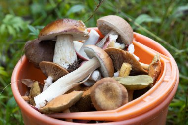 Yazın sonu ya da sonbaharın başlangıcı. Bir sürü farklı orman mantarı. Lezzetli ve güzel kokulu mantarlar, Porcini mantarları, ormanın kokusu, özgürlük ve ilham..