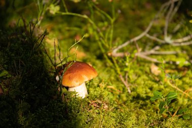Ormanda yetişen yenilebilir, vahşi, sonbahar mantarı Boletus, Boletus edulis. Seçici odak.