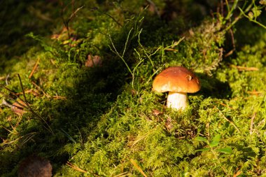 Ormanda yetişen yenilebilir, vahşi, sonbahar mantarı Boletus, Boletus edulis. Seçici odak.