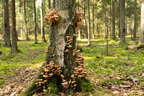Βρώσιμα Άγρια Φθινοπωρινά Μανιτάρια Του Δάσους Αρμιλάρια Μελλέα Που Φυτρώνουν — Φωτογραφία Αρχείου