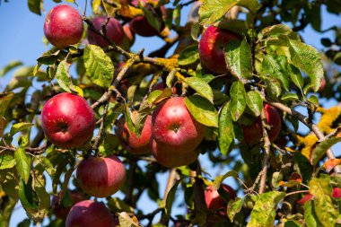 Olgun ve sulu kırmızı elmalar bir ağaçtan sarkıyor. Seçici odak