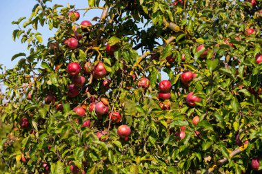 Olgun ve sulu kırmızı elmalar bir ağaçtan sarkıyor. Seçici odak