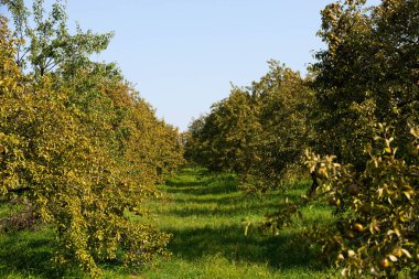 Bahçedeki ağaçların dallarında yeşil armutlar. Seçici odak.