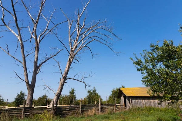 Dry Branches Tree Bright Sky Branch Old Withered Tree Sky — Stock Photo, Image