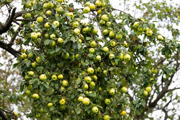 Manzanas Verdes Jugosas Ramas Árboles Huerto Enfoque Selectivo — Foto de Stock