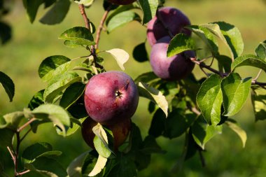Olgun ve sulu kırmızı elmalar bir ağaçtan sarkıyor. Seçici odak