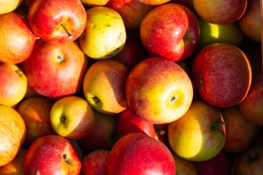 Kırmızı sulu elmalar. Hasat konsepti. Geçmişi. Seçici odak.