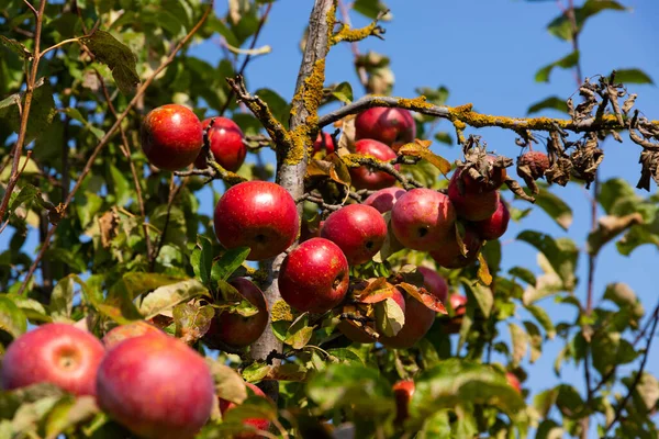 Olgun ve sulu kırmızı elmalar bir ağaçtan sarkıyor. Seçici odak