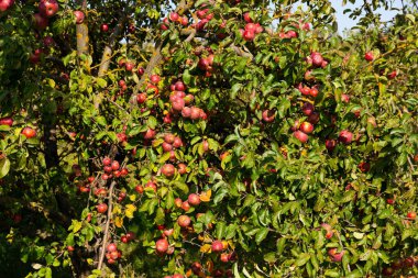 Olgun ve sulu kırmızı elmalar bir ağaçtan sarkıyor. Seçici odak
