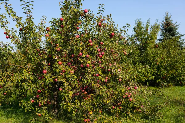 Reife Und Saftige Rote Äpfel Hängen Einem Baum Selektiver Fokus — Stockfoto