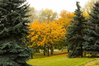 Sonbaharda akçaağaç. Ağaçların güzel doğal arkaplanı.