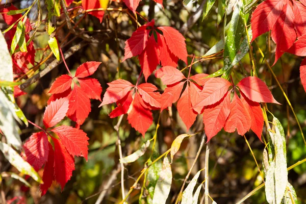 Achtergrond Textuur Van Rode Groene Herfstbladeren — Stockfoto