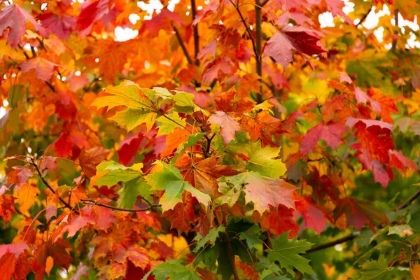 Esdoorn Herfst Prachtige Natuurlijke Achtergrond Van Bomen — Stockfoto