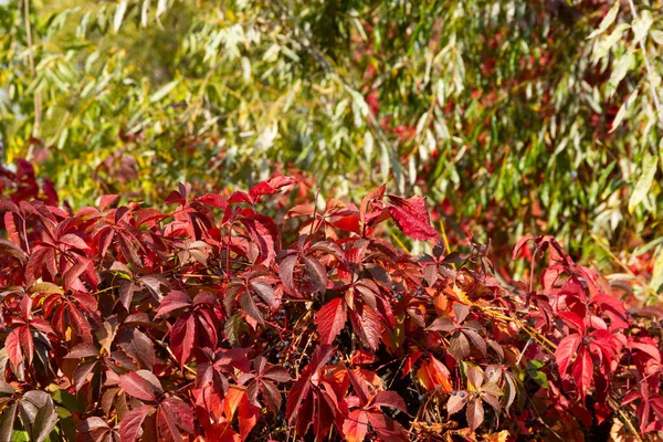 Achtergrond Textuur Van Rode Groene Herfstbladeren — Stockfoto
