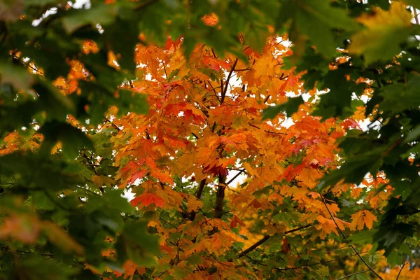 Esdoorn Herfst Prachtige Natuurlijke Achtergrond Van Bomen — Stockfoto