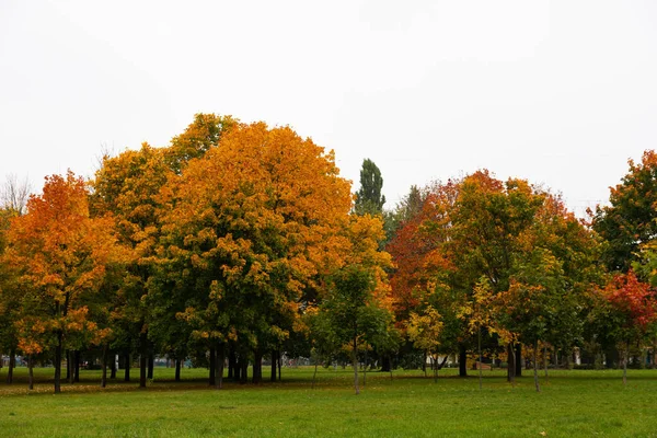 Ahorn Herbst Schöne Natürliche Hintergrund Der Bäume — Stockfoto