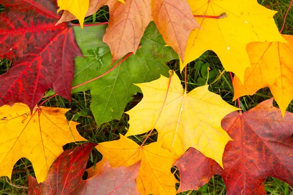 Autumn red maple leaf on green grass — Stock Image Autumn Red Maple Leaf Green Grass Royalty Free Stock Photos