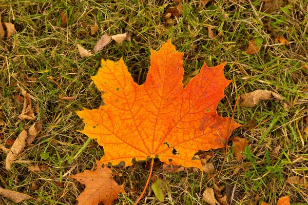 Autumn red maple leaf on green grass — Stock Image Autumn Red Maple Leaf Green Grass Royalty Free Stock Images