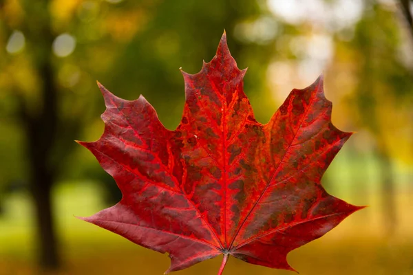 Autumn red maple leaf on green grass — Stock Image Autumn Red Maple Leaf Green Grass Royalty Free Stock Photos