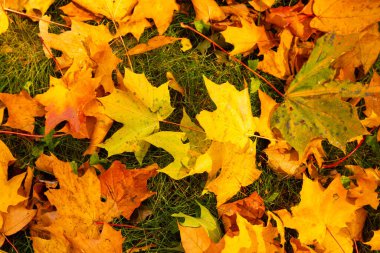Sonbahar. Çimenlerin üzerinde çok renkli akçaağaç yaprakları var..