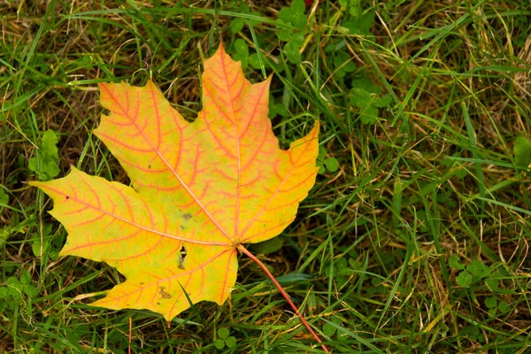 Autumn Natural Background Yellow Maple Leaf Green Grass Autumn Loneliness — Stock Photo, Image