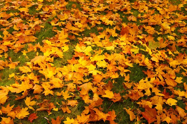 Φθινόπωρο Πολύχρωμα Φύλλα Σφενδάμου Βρίσκονται Στο Γρασίδι — Φωτογραφία Αρχείου