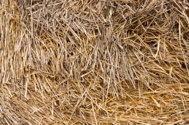 Arka plan, biçilmiş çimen dokusu, saman. Yakın plan..